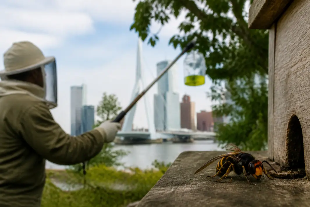 Gemeente Rotterdam neemt maatregelen tegen opkomst Aziatische hoornaar in de stad