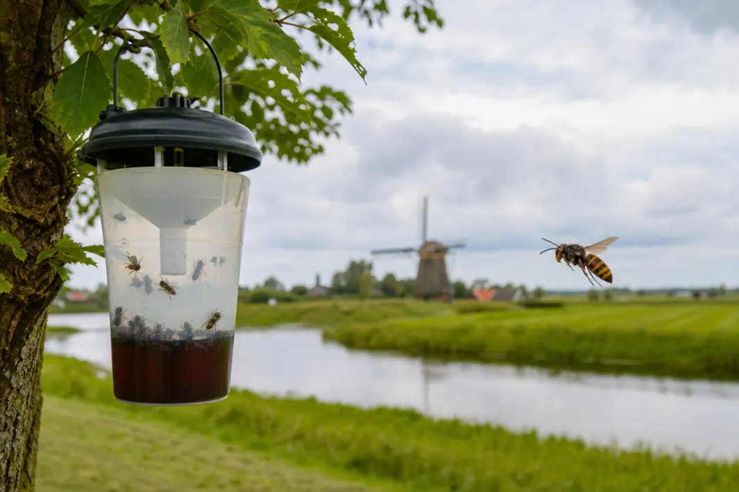 Aanpak van Aziatische hoornaar met speciale lokstofvallen in de regio